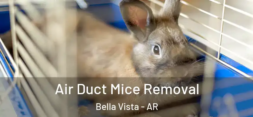  Air Duct Mice Removal Bella Vista - AR